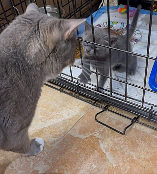Illustration de l'article : Découvert dans une cuvette de toilettes, au milieu des déchets, ce chat a accepté la main qu’on lui tendait