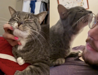 Illustration de l'article : Découvert dans une cuvette de toilettes, au milieu des déchets, ce chat a accepté la main qu’on lui tendait