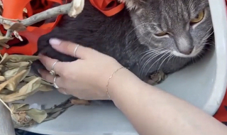 Illustration de l'article : Découvert dans une cuvette de toilettes, au milieu des déchets, ce chat a accepté la main qu’on lui tendait