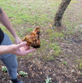 Illustration de l'article : L&rsquo;alarme de leur domicile s&rsquo;enclenche en pleine nuit, mais la panique laisse vite place au rire