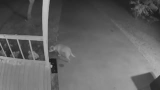 Illustration de l'article : L&rsquo;alarme de leur domicile s&rsquo;enclenche en pleine nuit, mais la panique laisse vite place au rire