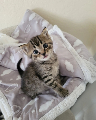 Illustration de l'article : Une chatonne orpheline en quête d’affection ne peut plus se séparer d’un autre petit chat dans sa maison d’accueil