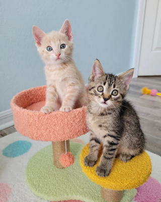 Illustration de l'article : Une chatonne orpheline en quête d’affection ne peut plus se séparer d’un autre petit chat dans sa maison d’accueil