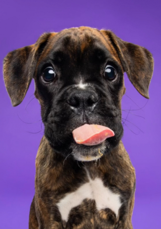 Illustration de l'article : Ce Boxer ne tient pas en place lors de sa séance photo et les souvenirs qu’il laisse sont hilarants (vidéo)