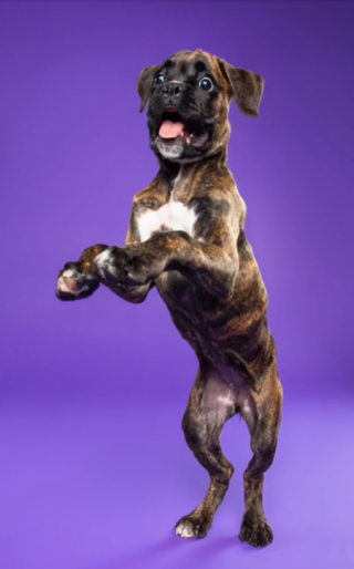 Illustration de l'article : Ce Boxer ne tient pas en place lors de sa séance photo et les souvenirs qu’il laisse sont hilarants (vidéo)