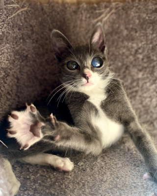 Illustration de l'article : 2 chats avec différents handicaps affrontent les épreuves de la vie ensemble et obtiennent la plus belle des récompenses