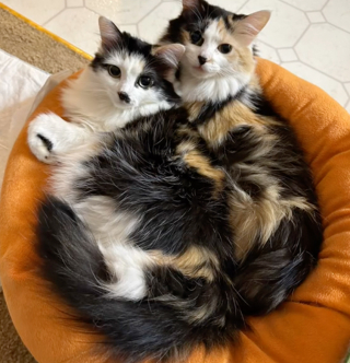 Illustration de l'article : Un vétérinaire lui suggère de faire euthanasier 2 chattes handicapées, mais elle préfère suivre son cœur