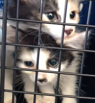 Illustration de l'article : Un vétérinaire lui suggère de faire euthanasier 2 chattes handicapées, mais elle préfère suivre son cœur