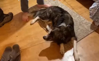 Illustration de l'article : Zora, la chienne qui a suivi des voyageurs sur 50 kilomètres pour trouver sa nouvelle famille