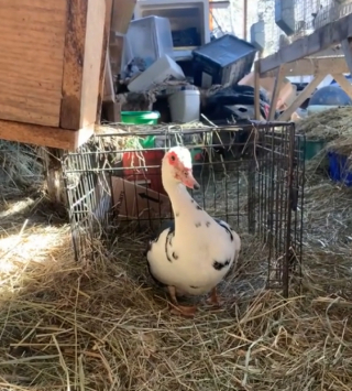 Illustration de l'article : Voyant que la cane ne couve pas ses œufs, un chat se précipite pour se coucher dessus tous les jours (vidéo)