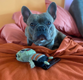 Illustration de l'article : Une femme se met en cong&eacute;s pour chercher son Bouledogue Fran&ccedil;ais &agrave; temps plein