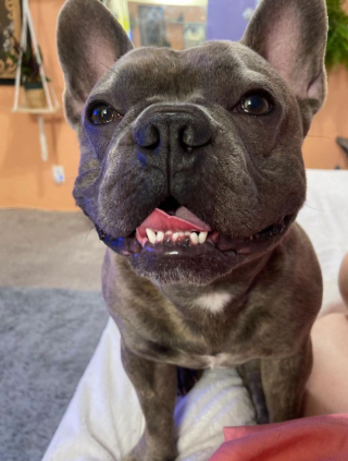 Illustration de l'article : Une femme se met en cong&eacute;s pour chercher son Bouledogue Fran&ccedil;ais &agrave; temps plein