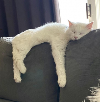 Illustration de l'article : Un félin senior en train de pleurer au refuge brise le cœur des internautes (vidéo)