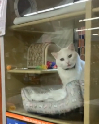 Illustration de l'article : Un félin senior en train de pleurer au refuge brise le cœur des internautes (vidéo)