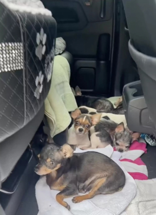 Illustration de l'article : Privés de liberté, ces Chihuahuas seniors sauvés par une association découvrent la joie de courir dans l'herbe