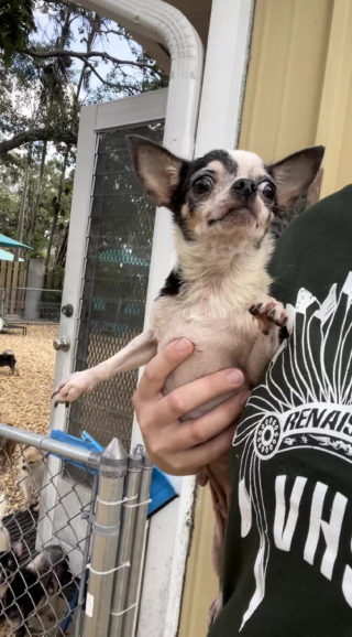 Illustration de l'article : Privés de liberté, ces Chihuahuas seniors sauvés par une association découvrent la joie de courir dans l'herbe