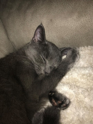 Illustration de l'article : Après sa disparition, une chatte est retrouvée dans un endroit inattendu par sa maîtresse