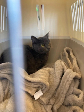 Illustration de l'article : Après sa disparition, une chatte est retrouvée dans un endroit inattendu par sa maîtresse