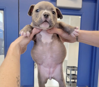 Illustration de l'article : Cette chienne atteinte d’un handicap a fait preuve d’un courage impressionnant pour grandir et s’épanouir (vidéo)