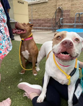 Illustration de l'article : Une chienne s&rsquo;&eacute;vade de son box pour rejoindre sa meilleure copine dans celui d&rsquo;&agrave; c&ocirc;t&eacute; (vid&eacute;o)