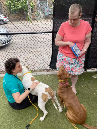 Illustration de l'article : Une chienne s&rsquo;&eacute;vade de son box pour rejoindre sa meilleure copine dans celui d&rsquo;&agrave; c&ocirc;t&eacute; (vid&eacute;o)