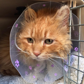 Illustration de l'article : Un ancien chat errant d&eacute;couvre le confort et la vie loin de la rue 