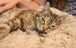 Illustration de l'article : La chatte Bella d&eacute;tient officiellement le record du ronronnement le plus fort au monde !