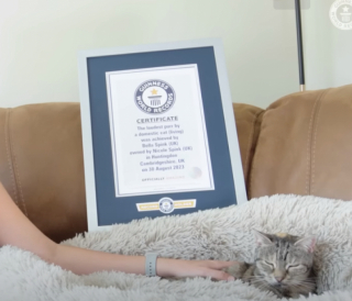 Illustration de l'article : La chatte Bella d&eacute;tient officiellement le record du ronronnement le plus fort au monde !
