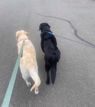 Illustration de l'article : Deux Labradors seniors recueillis par un refuge réalisent quel avenir leur est réservé 