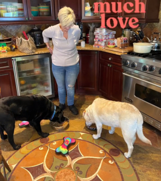 Illustration de l'article : Deux Labradors seniors recueillis par un refuge réalisent quel avenir leur est réservé 