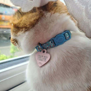 Illustration de l'article : La chatte d’une famille ne peut s’empêcher de suivre tous ceux qu’elle croise