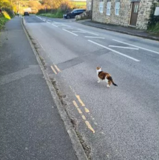 Illustration de l'article : La chatte d’une famille ne peut s’empêcher de suivre tous ceux qu’elle croise
