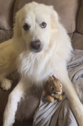 Illustration de l'article : Un grand Patou devient le père de substitution de lapereaux et prend son rôle très à cœur (vidéo)