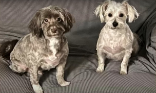 Illustration de l'article : S’étant enfui d’un salon de toilettage, ce chien de soutien émotionnel est resté introuvable durant plus de 10 jours