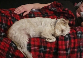 Illustration de l'article : S’étant enfui d’un salon de toilettage, ce chien de soutien émotionnel est resté introuvable durant plus de 10 jours