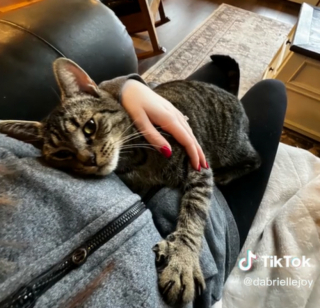 Illustration de l'article : Recueillie alors qu’elle était enceinte, cette chatte a réservé un bel événement à sa famille d’accueil (vidéo)