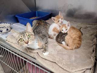 Illustration de l'article : Une association appelle à la responsabilité du public après avoir récupéré une chatte et ses bébés abandonnés devant un refuge