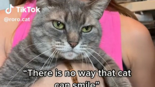 Illustration de l'article : Une chatte déclenche le sourire des internautes grâce à sa bonne humeur communicative (vidéo)