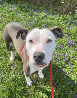 Illustration de l'article : Une chienne délaissée par les adoptants voit ses congénères quitter le refuge les uns après les autres