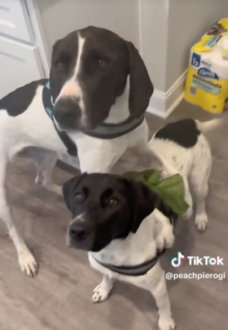 Illustration de l'article : Tr&egrave;s reconnaissante, cette chienne d&eacute;monstrative remercie sa ma&icirc;tresse tendrement apr&egrave;s son adoption (vid&eacute;o)