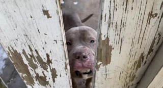 Illustration de l'article : Livré à lui-même et dans l’attente d’un nouveau lendemain, ce chien décide de suivre un homme jusqu’à chez lui 