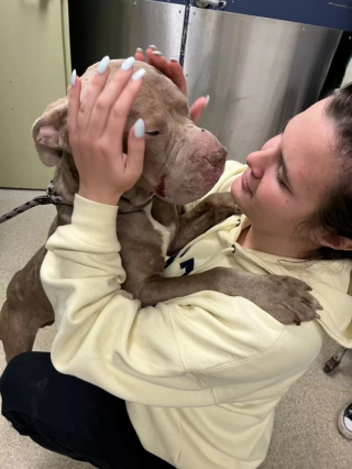 Illustration de l'article : Livré à lui-même et dans l’attente d’un nouveau lendemain, ce chien décide de suivre un homme jusqu’à chez lui 