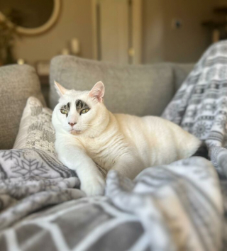 Illustration de l'article : Des internautes séduits par la beauté sans pareille de ce félin aux « sourcils » particuliers