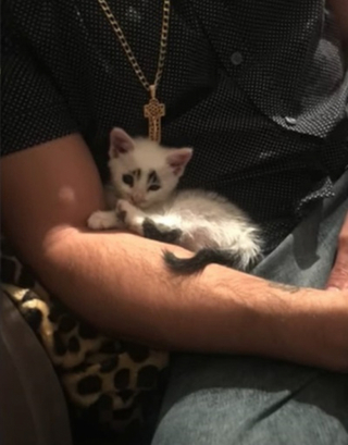 Illustration de l'article : Des internautes séduits par la beauté sans pareille de ce félin aux « sourcils » particuliers