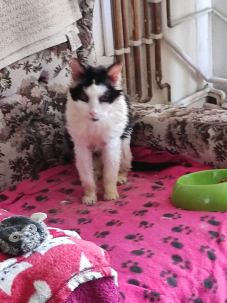 Illustration de l'article : Une chatte de 25 ans recherch&eacute;e par ses propri&eacute;taires a surv&eacute;cu 2 ans seule dans la rue