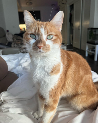 Illustration de l'article : Cette chatte ne faisait plus confiance aux humains apr&egrave;s son abandon, mais avait simplement besoin d&rsquo;&ecirc;tre comprise