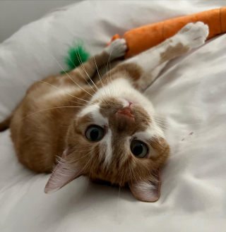 Illustration de l'article : Cette chatte ne faisait plus confiance aux humains apr&egrave;s son abandon, mais avait simplement besoin d&rsquo;&ecirc;tre comprise