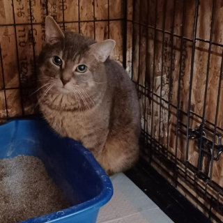 Illustration de l'article : Une association découvre avec effarement la présence de 135 chats dans une propriété