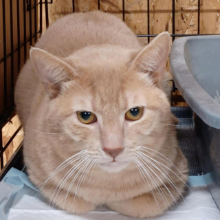 Illustration de l'article : Une association découvre avec effarement la présence de 135 chats dans une propriété