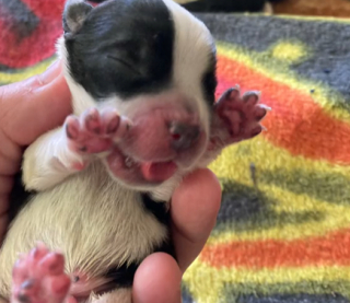 Illustration de l'article : Une chatte veille sur un chiot orphelin et le materne (vidéo)